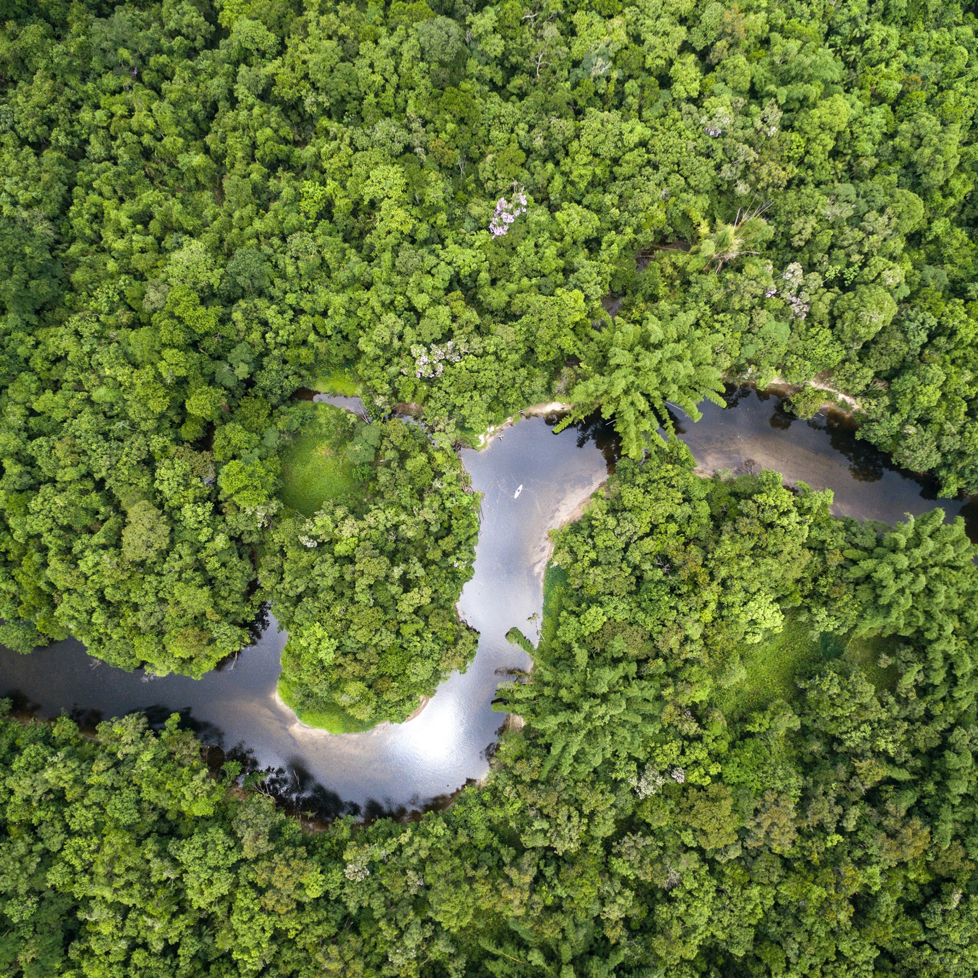 Image of river with green plant life on each side. Image of river with green plant life on each side.