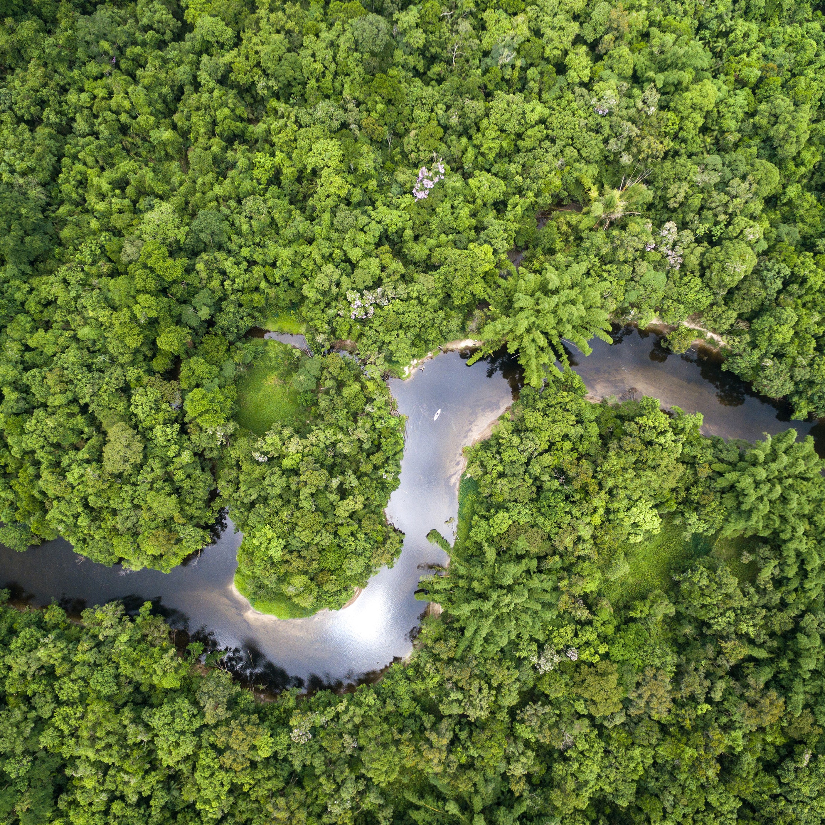 Image of river with green plant life on each side.
